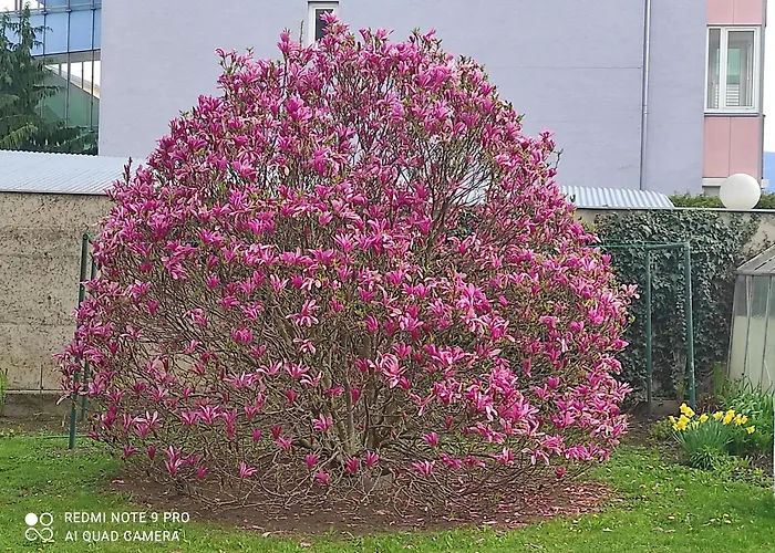 Ring Gaestehaus 홈스테이 *